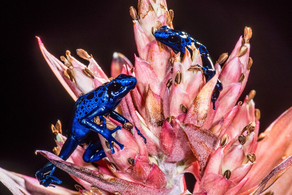 猛毒ガエルはなぜ自分の毒で死なない 毒素スポンジ説 が浮上 ナショナル ジオグラフィック日本版サイト