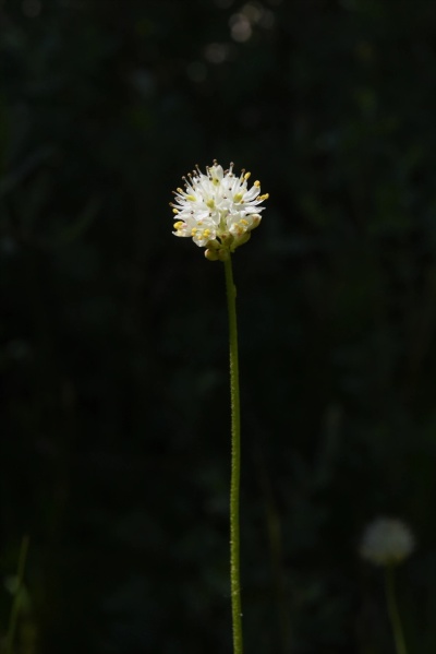 食虫植物の新グループを発見 これまでにない特徴 ナショナルジオグラフィック日本版サイト 食虫植物の新グループを発見 これまでにない特徴 ナショナルジオグラフィック日本版サイト