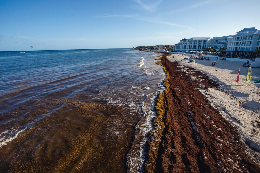 カリブのビーチにあふれる海藻 異常繁殖が観光業を打撃 ナショナル ジオグラフィック日本版サイト