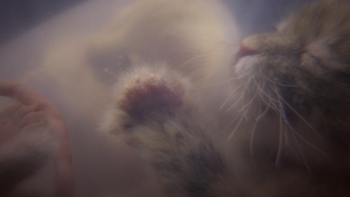 なぜ犬は父親が違う子を同時に産めるのか 動物の妊娠の不思議 ナショナル ジオグラフィック日本版サイト なぜ犬は父親が違う子を同時に産めるのか 動物の妊娠の不思議 ナショナル ジオグラフィック日本版サイト