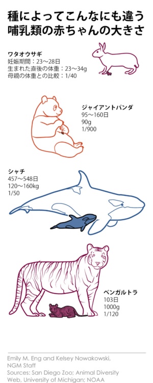 なぜ犬は父親が違う子を同時に産めるのか 動物の妊娠の不思議 ナショナルジオグラフィック日本版サイト なぜ犬は父親が違う子を同時に産めるのか 動物の妊娠の不思議 ナショナルジオグラフィック日本版サイト