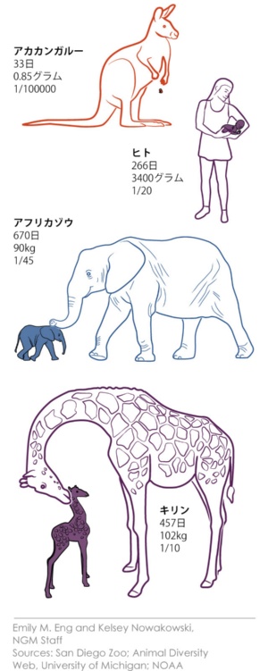 なぜ犬は父親が違う子を同時に産めるのか 動物の妊娠の不思議 ナショナルジオグラフィック日本版サイト なぜ犬は父親が違う子を同時に産めるのか 動物の妊娠の不思議 ナショナルジオグラフィック日本版サイト