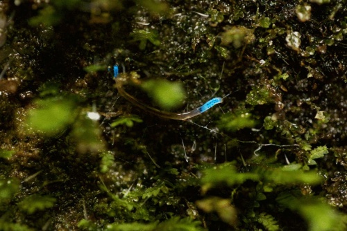 米国アラバマ州のディズマルズキャニオンでは、初春と秋の半ばに、生物発光するキノコバエの幼虫「ディズマライト」がすばらしいショーを繰り広げる。(PHOTOGRAPH BY DAVID LIITTSCHWAGER, NAT GEO IMAGE COLLECTION)