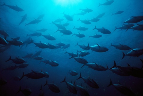 マグロの絶滅危機ランクを引き下げ Iucnがレッドリストを更新 ナショナルジオグラフィック日本版サイト マグロの絶滅危機ランクを引き下げ Iucnがレッドリストを更新 ナショナルジオグラフィック日本版サイト