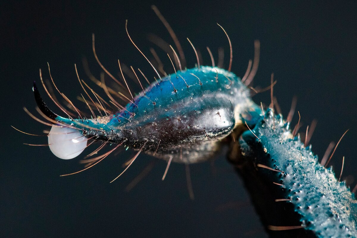 自ら毒の体験も、生物毒に魅せられた科学者たち、新薬開発目指し | ナショナル ジオグラフィック日本版サイト