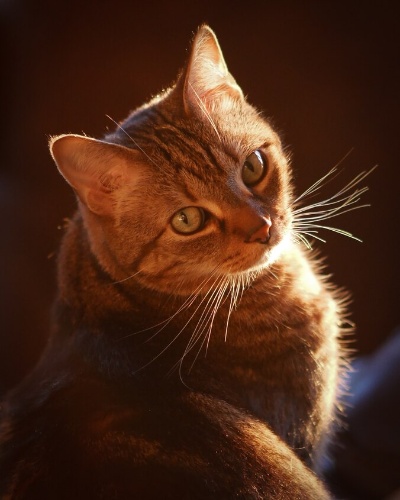 猫の代名詞のトラネコ 特徴的な縞模様はどうやってできる ナショナルジオグラフィック日本版サイト 猫の代名詞のトラネコ 特徴的な縞模様はどうやってできる ナショナルジオグラフィック日本版サイト