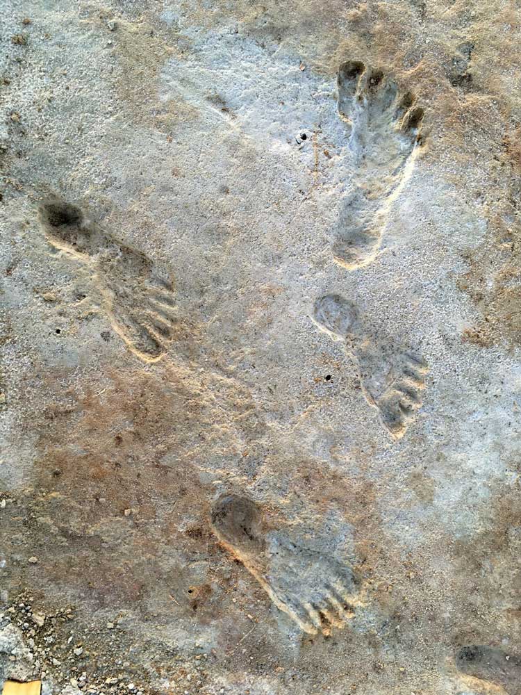 北米最古の足跡が見つかる、2万年超前、従来説覆す発見 | ナショナル