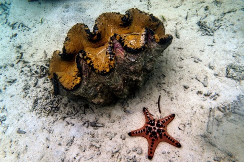 象牙の代替品需要か 世界最大の貝オオシャコガイ 拡大する闇市場 ナショナルジオグラフィック日本版サイト 象牙の代替品需要か 世界最大の貝オオシャコガイ 拡大する闇市場 ナショナルジオグラフィック日本版サイト