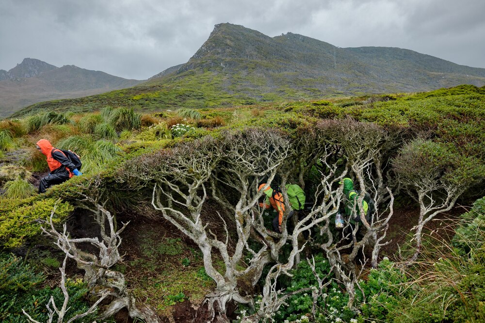地球最南端の木を探し求め、風が吹き荒れるオルノス島を横断する科学者たち。時には茂みの上を歩かなければならず、下に落ちないよう慎重に進んだ。（PHOTOGRAPH BY IAN TEH）