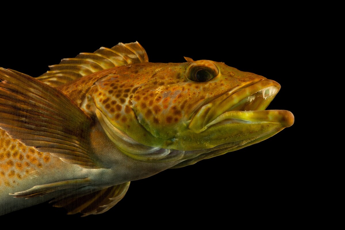 魚類の歯レア希少 1日に歯が20本も生えかわる魚がいた、画期的な手法で判明 | ナショナル