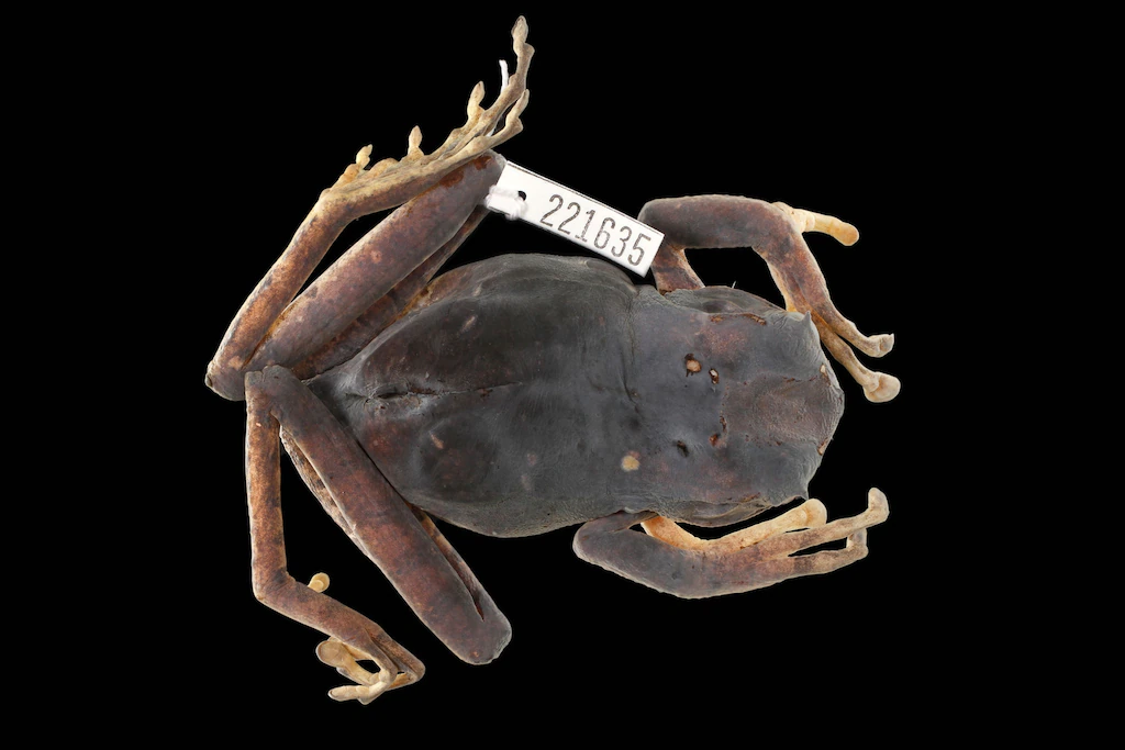上下の歯が生えそろったカエル はじめて確認 唯一無二 ナショナル ジオグラフィック日本版サイト