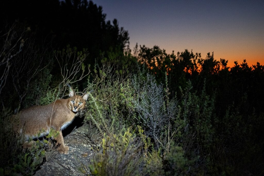 カラハリ―アフリカ最後の野生に暮らす カラハリ: アフリカ最後の野性に暮らす | マーク オーエンズ