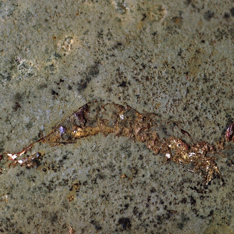 1億年前の共生かたる希少な化石 二枚貝に隠れたエビ3匹 | ナショナル