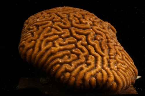 とりわけSCTLDにかかりやすいノウサンゴの仲間(Diploria Labyrinthiformis)。(PHOTOGRAPH BY LUCAS JACKSON/REUTERS)