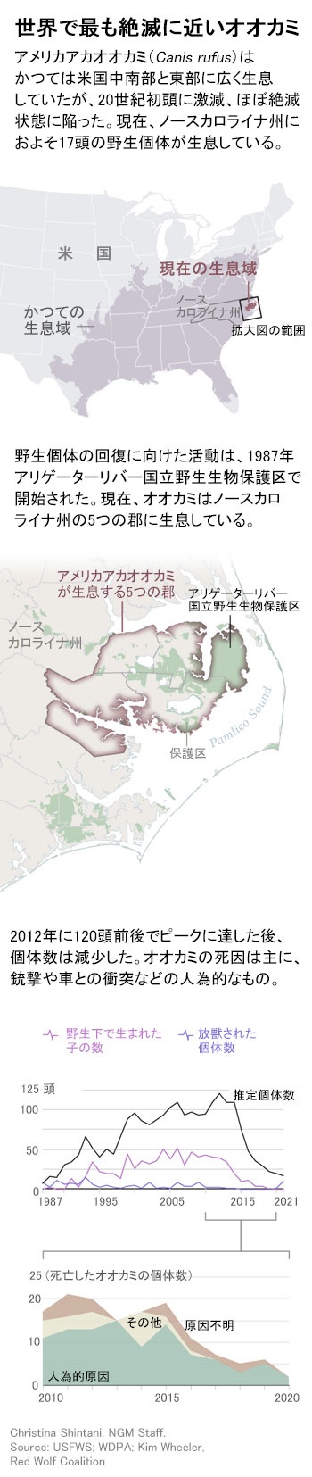 世界で最も絶滅に近いオオカミ 復活計画が進行中 ナショナル ジオグラフィック日本版サイト 世界で最も絶滅に近いオオカミ 復活計画が進行中 ナショナル ジオグラフィック日本版サイト