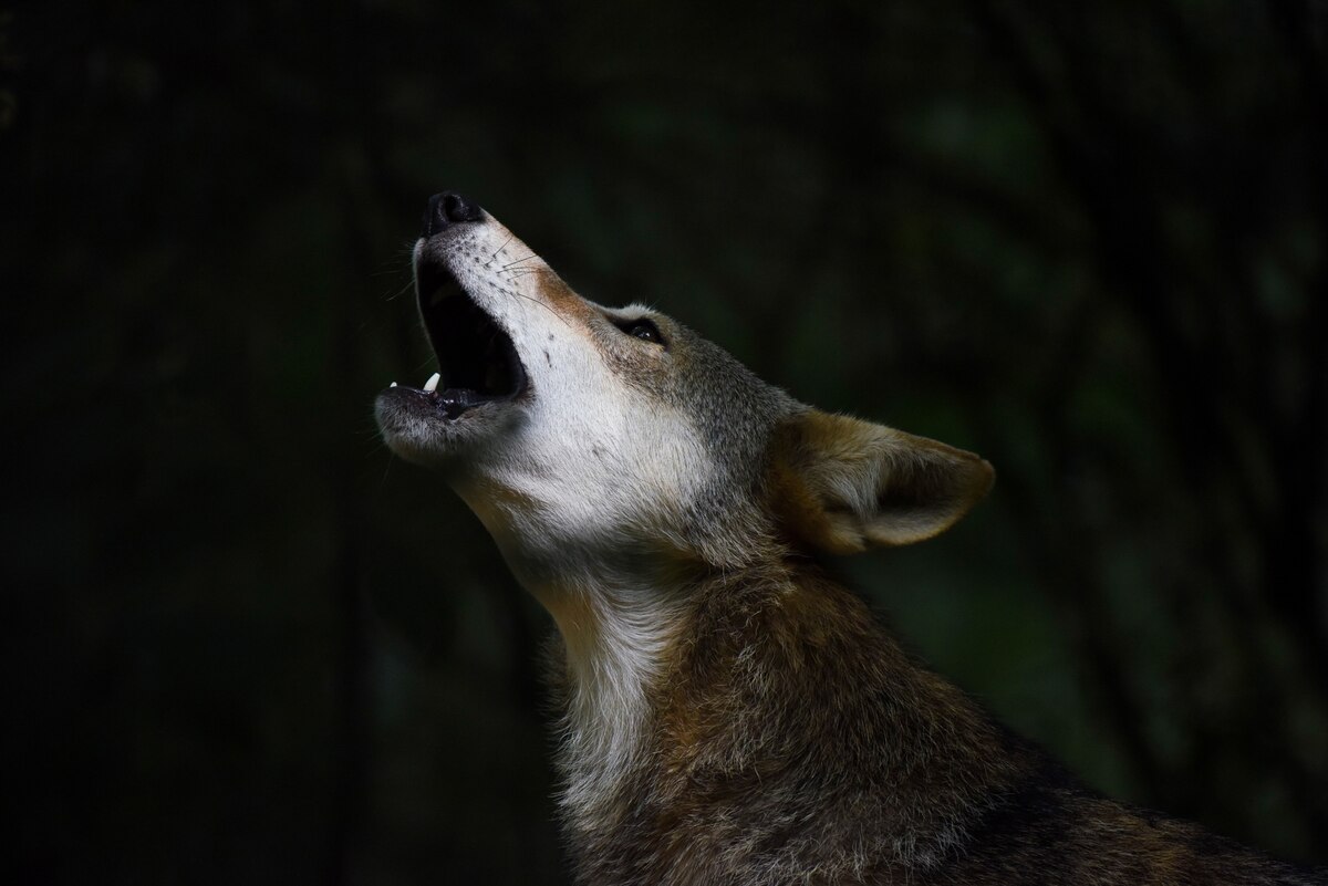 世界で最も絶滅に近いオオカミ 復活計画が進行中 ナショナルジオグラフィック日本版サイト