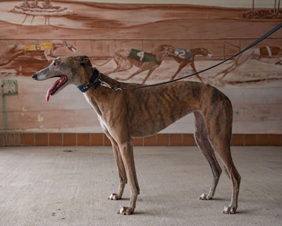 犬の足の速さを競う大会 21年の優勝はウィペット 米国 ナショナル ジオグラフィック日本版サイト 犬の足の速さを競う大会 21年の優勝はウィペット 米国 ナショナル ジオグラフィック日本版サイト