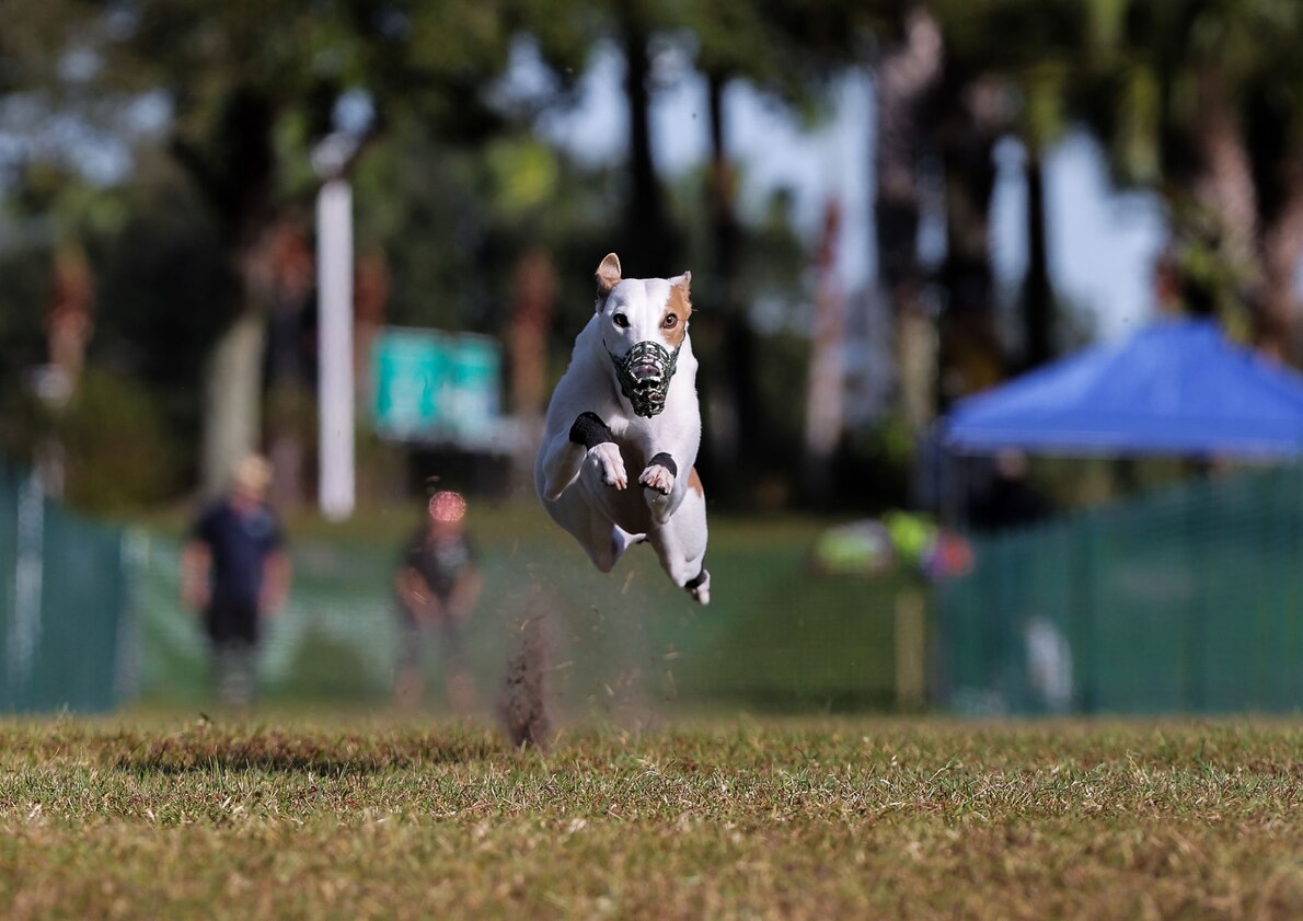 犬の足の速さを競う大会 21年の優勝はウィペット 米国 ナショナル ジオグラフィック日本版サイト