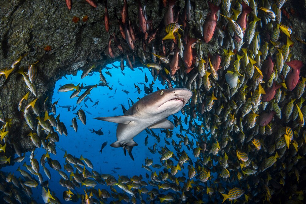 コスタリカが海洋保護区を一挙拡大 ココ島国立公園を27倍に ナショナルジオグラフィック日本版サイト