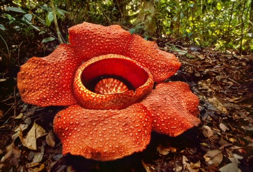 最大の花 ラフレシア の栽培に初めて成功した植物学者の物語 ナショナル ジオグラフィック日本版サイト 最大の花 ラフレシア の栽培に初めて成功した植物学者の物語 ナショナル ジオグラフィック日本版サイト