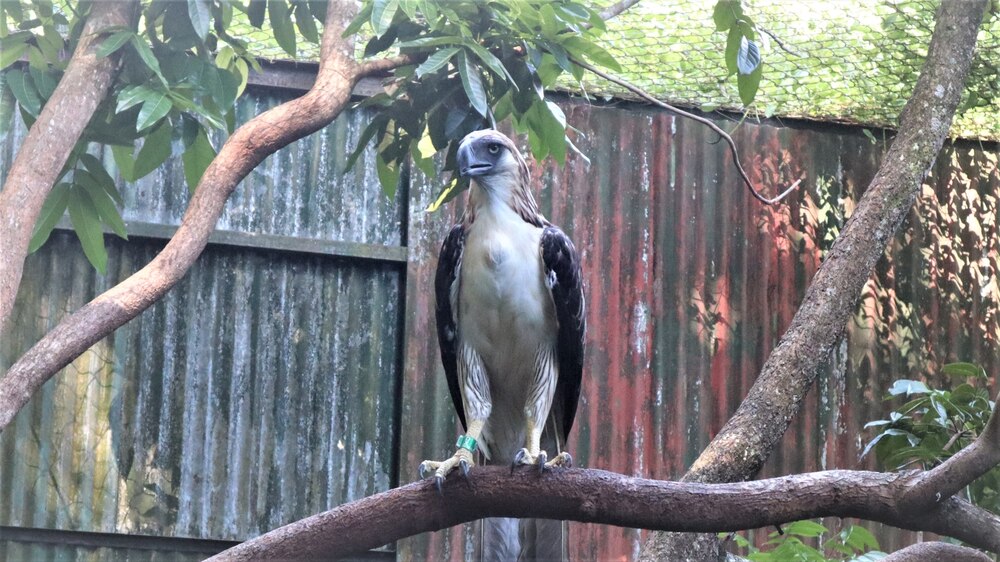 残り400組、“鳥の王”フィリピンワシの保護がコロナ禍で急増