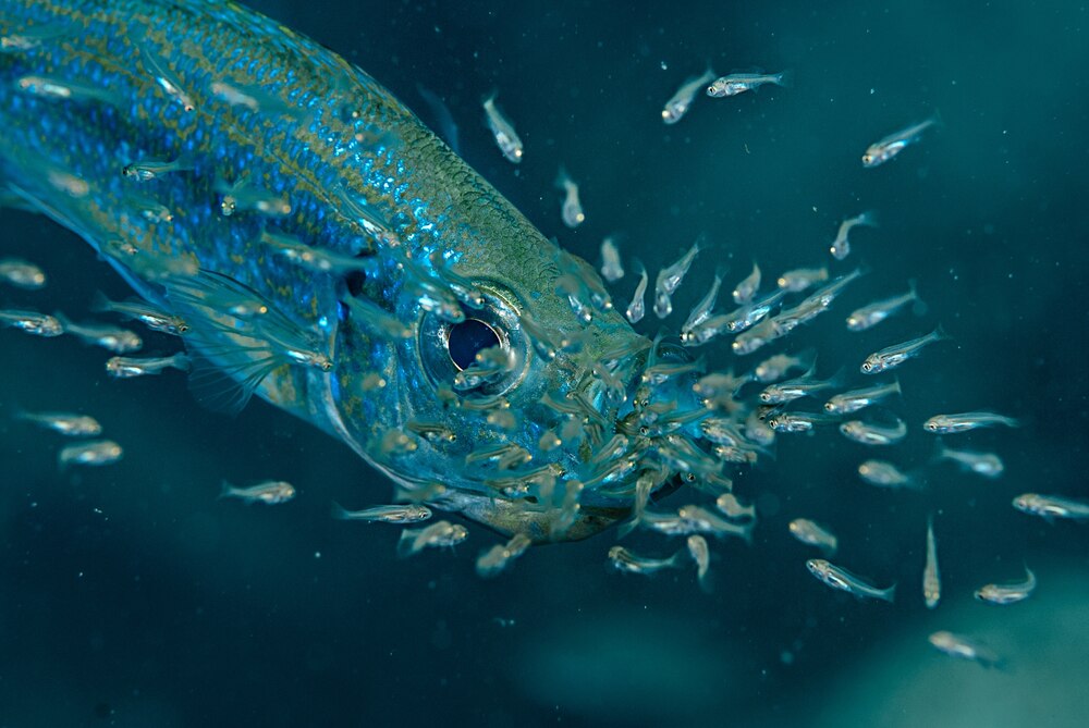 洋書　TANGANYIKA SECRETS タンガニーカ シクリッド タンガニイカ シクリッド 自然図鑑 Tanganyika Cichlids 洋書