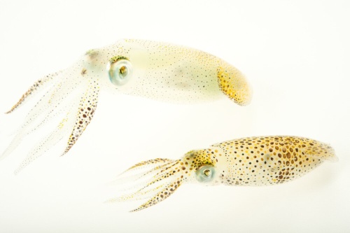 青い血 ピンクの血 敵に噴射など いろいろな動物の血液 ナショナル ジオグラフィック日本版サイト 青い血 ピンクの血 敵に噴射など いろいろな動物の血液 ナショナル ジオグラフィック日本版サイト