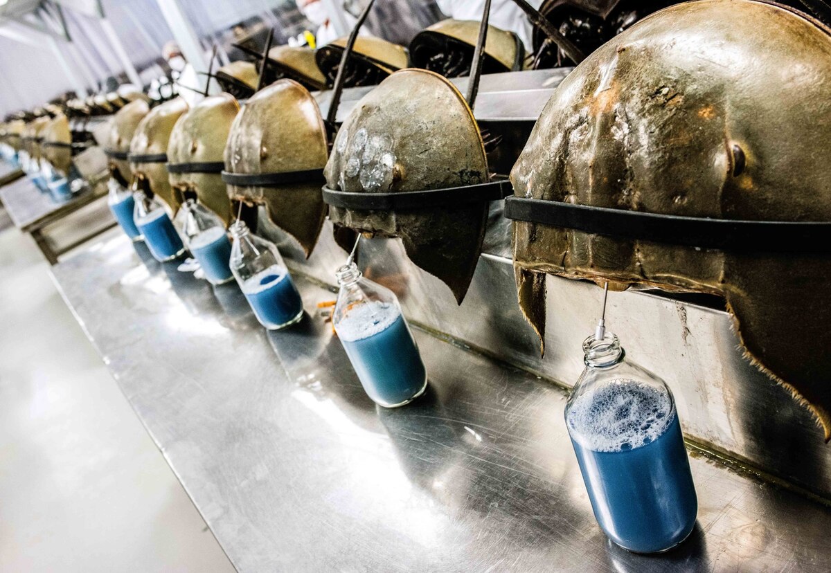 米国サウスカロライナ州チャールストンにあるチャールズリバー研究所で、青い血を採取されるアメリカカブトガニ。製薬会社は毎年50万匹のカブトガニを集めて、人間の医薬品製造に役立つ物質を集めるために採血してから海に返している。（PHOTOGRAPH BY TIMOTHY FADEK, REDUX）