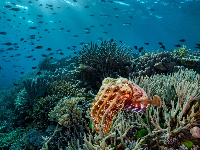 海藻を抜いたらサンゴ礁が回復した、豪で研究成果 | ナショナル ジオグラフィック日本版サイト