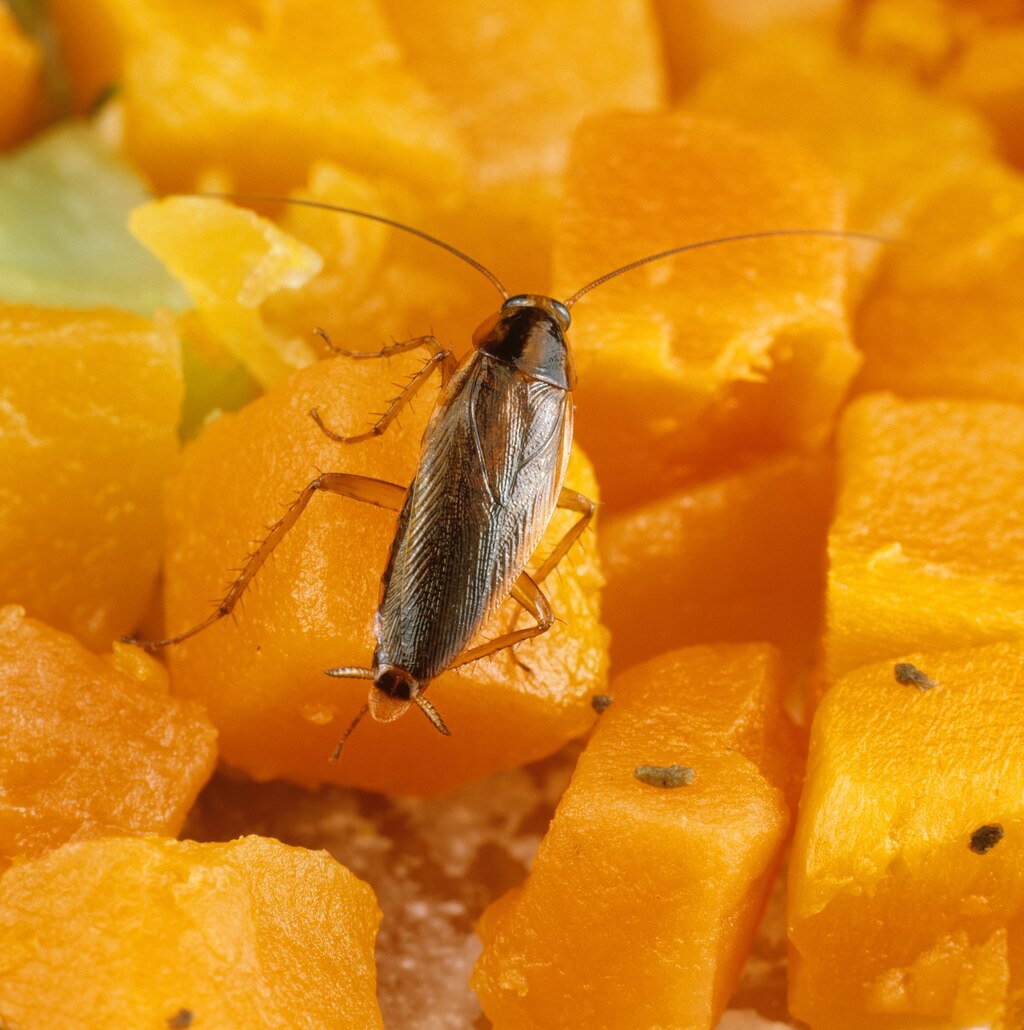 殺虫剤でのゴキブリ退治はゴキブリを強くするだけ 米研究 ナショナル ジオグラフィック日本版サイト