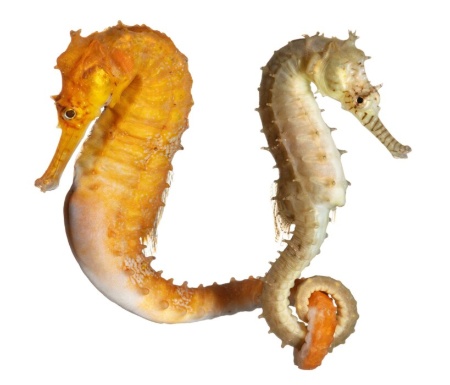 不思議がいっぱい タツノオトシゴ ナショナル ジオグラフィック日本版サイト 不思議がいっぱい タツノオトシゴ ナショナル ジオグラフィック日本版サイト