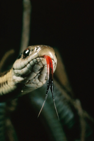 ヘビも 自分 がわかる 続々と明らかになるヘビの謎 ナショナル ジオグラフィック日本版サイト