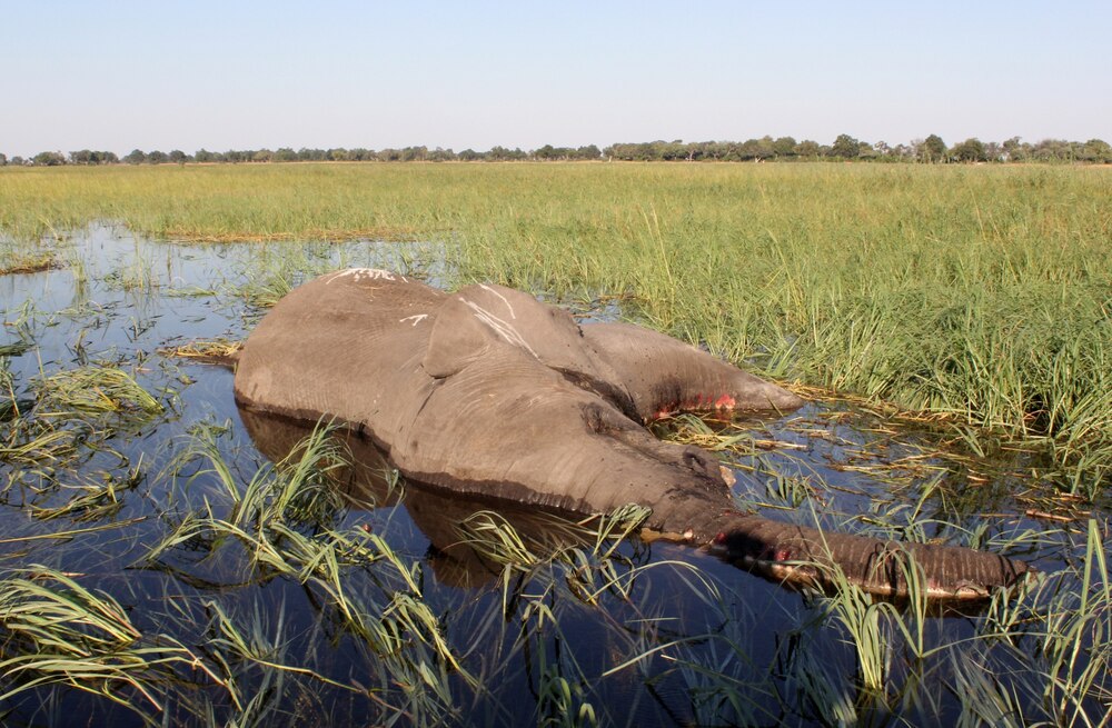 オカバンゴ・デルタの湿地帯に横たわるサバンナゾウの死骸。死亡する前のゾウたちには、ふらつき、よろめき、円を描くように歩くなどの異常行動が見られた。最終的には歩けなくなり、多くは胸から崩れ落ちるように倒れて死んでいった。（PHOTOGRAPH BY YANG MENGXI XINHUA, EYEVINE, REDUX）