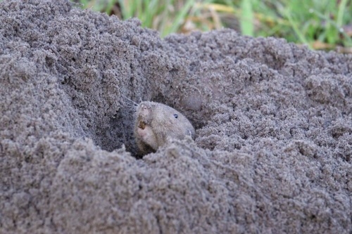 ホリネズミが「農業」、地下トンネルで作物を育て食料に、研究ナショナルジオグラフィック日本版サイト