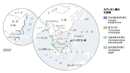 カブトガニ 大きな甲羅で時代を超えるナショナルジオグラフィック日本版サイト