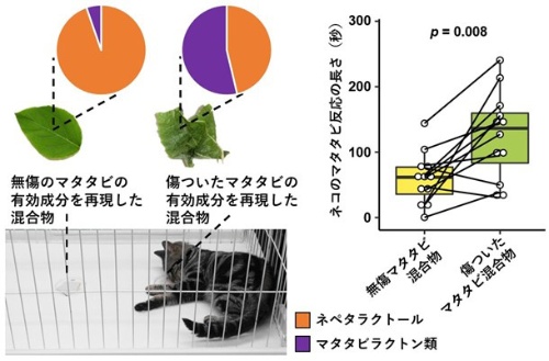 肉食のネコがなぜマタタビをなめ、かむのか、岩手大などが解明ナショナルジオグラフィック日本版サイト