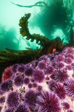 ウニフェス も ウニを食べてケルプの森を救え 米西海岸 ナショナル ジオグラフィック日本版サイト ウニフェス も ウニを食べてケルプの森を救え 米西海岸 ナショナル ジオグラフィック日本版サイト