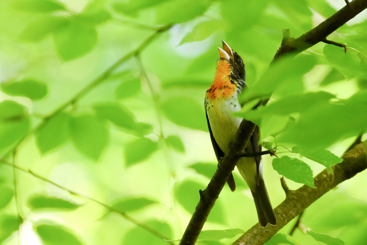 3823 外国切手 イエメンアラブ共和国 1966年 動物 鳥 ウサギ 馬 3種 3823 外国切手 イエメンアラブ共和国 1966年 動物 鳥 ウサギ 馬 3種