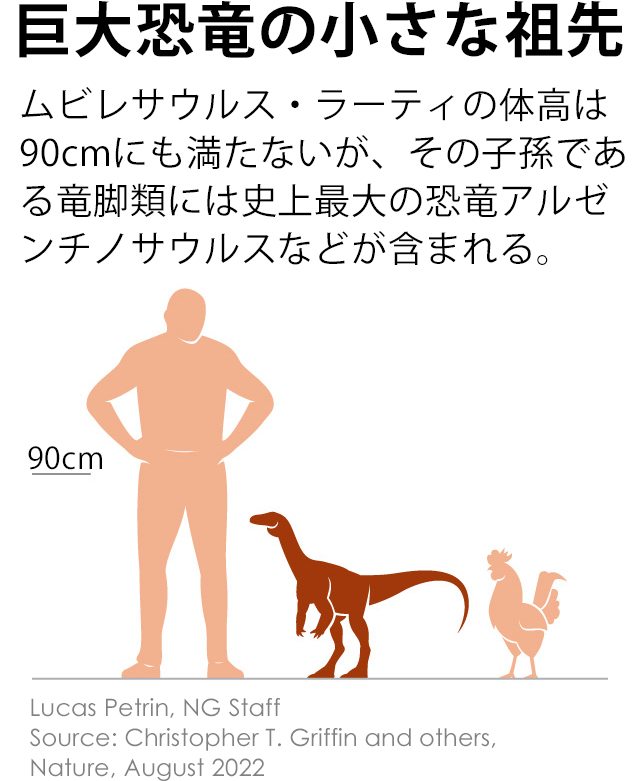 アフリカ最古、2億3000万年前の恐竜化石が見つかる | ナショナル ジオ