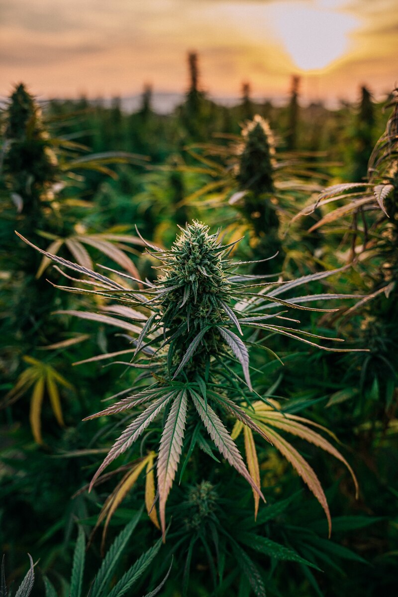 産業用「大麻」が地球を助ける、5つの驚くべき利用法 | ナショナル