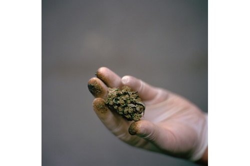 ギャラリー:マリファナの科学(写真クリックでギャラリーページへ)