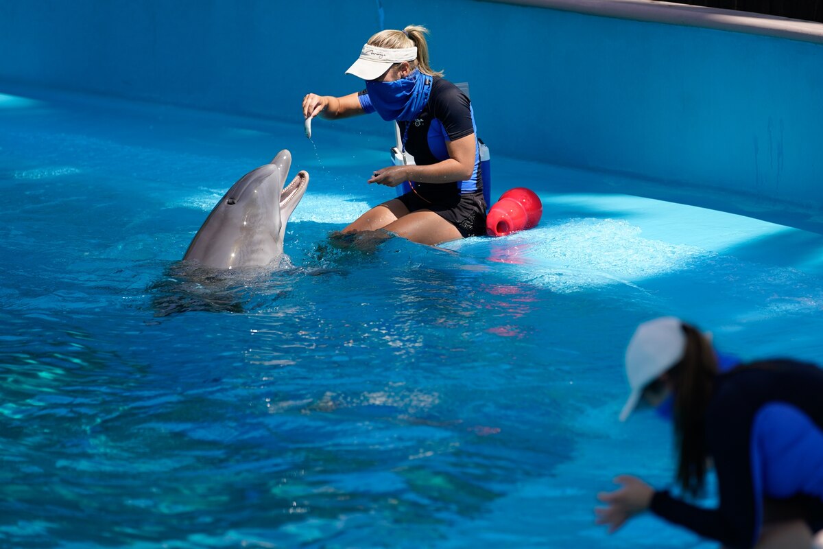カジノホテルのイルカが相次ぎ死亡、施設を一時閉鎖 | ナショナル ジオ