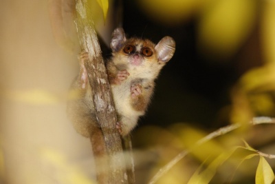 ギャラリー:絶滅危惧のキツネザルがコロナ禍で窮地に 画像7点(写真クリックでギャラリーページへ)