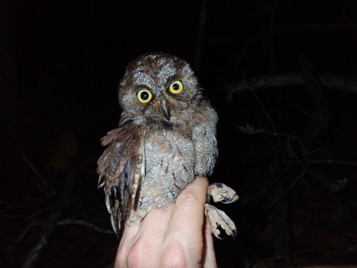 新種のフクロウを発見、100年前から謎だった声の主がついに判明ナショナルジオグラフィック日本版サイト