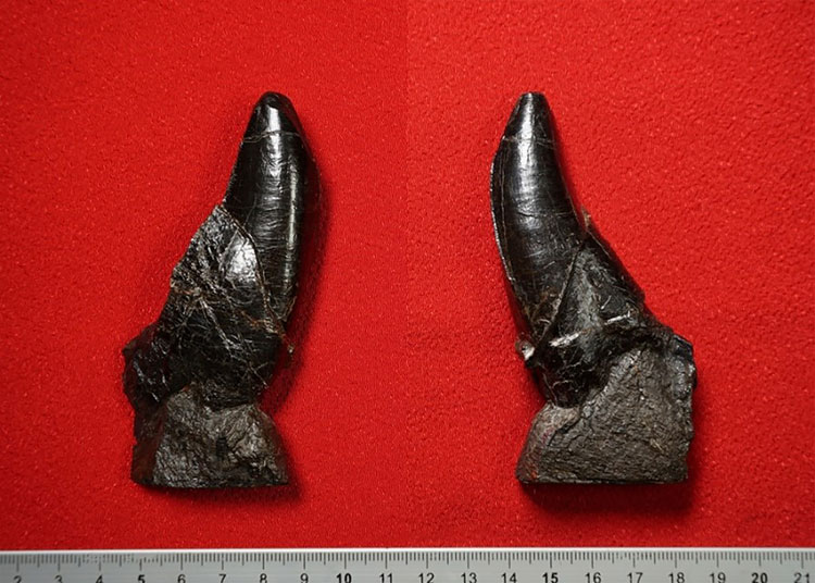 大型ティラノ類の化石を長崎で発見、“恐竜王国ニッポン”鮮明に