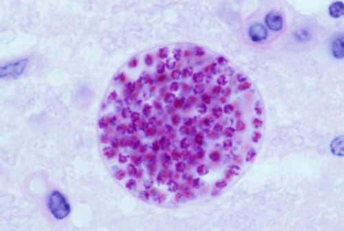 トキソプラズマは単細胞の原虫で、ほぼすべての恒温動物に感染する。(PHOTOGRAPH BY SCIENCE HISTORY IMAGES, ALAMY STOCK PHOTO)