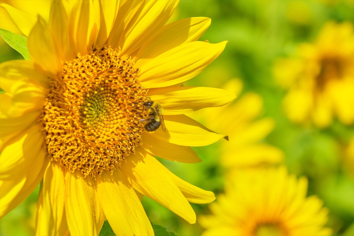 糞激増で寄生虫が激減、ヒマワリの花粉はハチの「虫下し」か | ナショナル ジオグラフィック日本版サイト