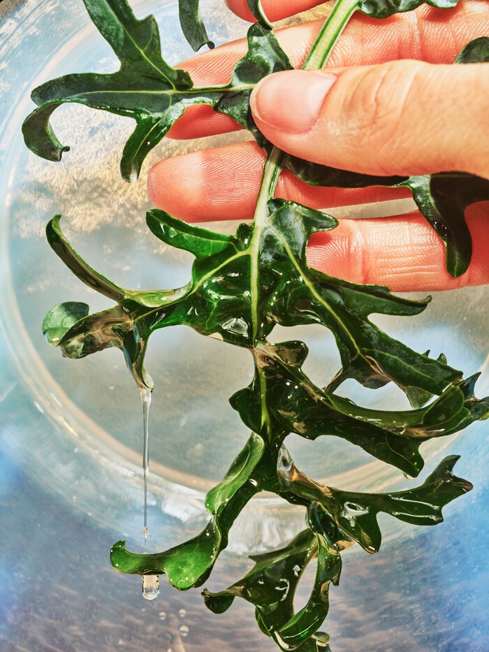 キバナスズシロの葉から垂れる藻類油。この油は、パーム油などのほかの油よりも持続可能性が高い。微生物油はパーム油と同じくさまざまな目的に利用できるが、森林を伐採しなくても生産できるうえ、気候変動の影響を受けることもない。（PHOTOGRAPH BY GRANT CORNETT, NAT GEO IMAGE COLLECTION）