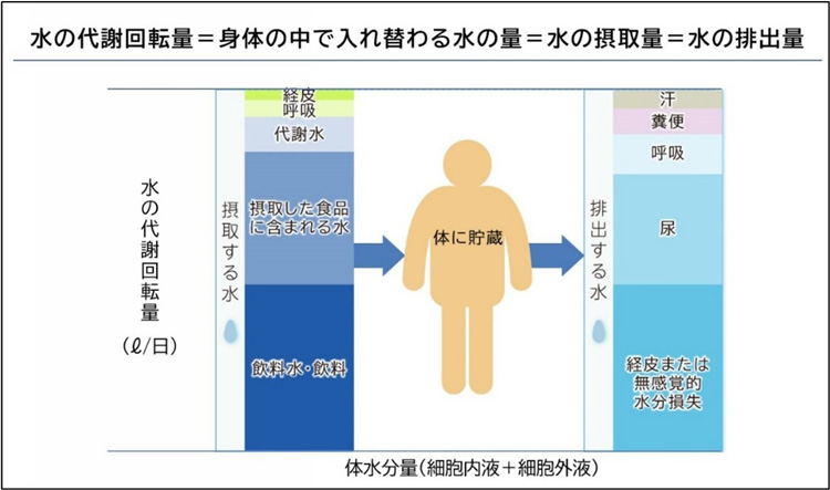 体を出入りする水（代謝回転）のおよその内訳（医薬基盤・健康・栄養研究所＝NIBIOHN＝提供）