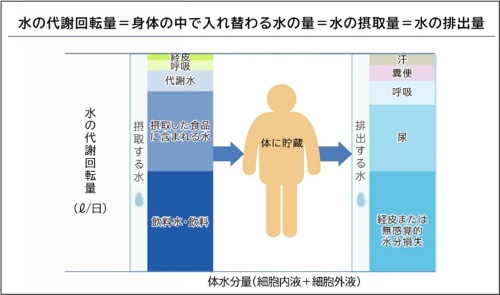 体を出入りする水(代謝回転)のおよその内訳(医薬基盤・健康・栄養研究所=NIBIOHN=提供)